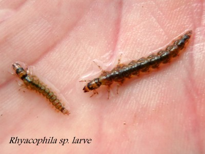 larves rhyacophilas
